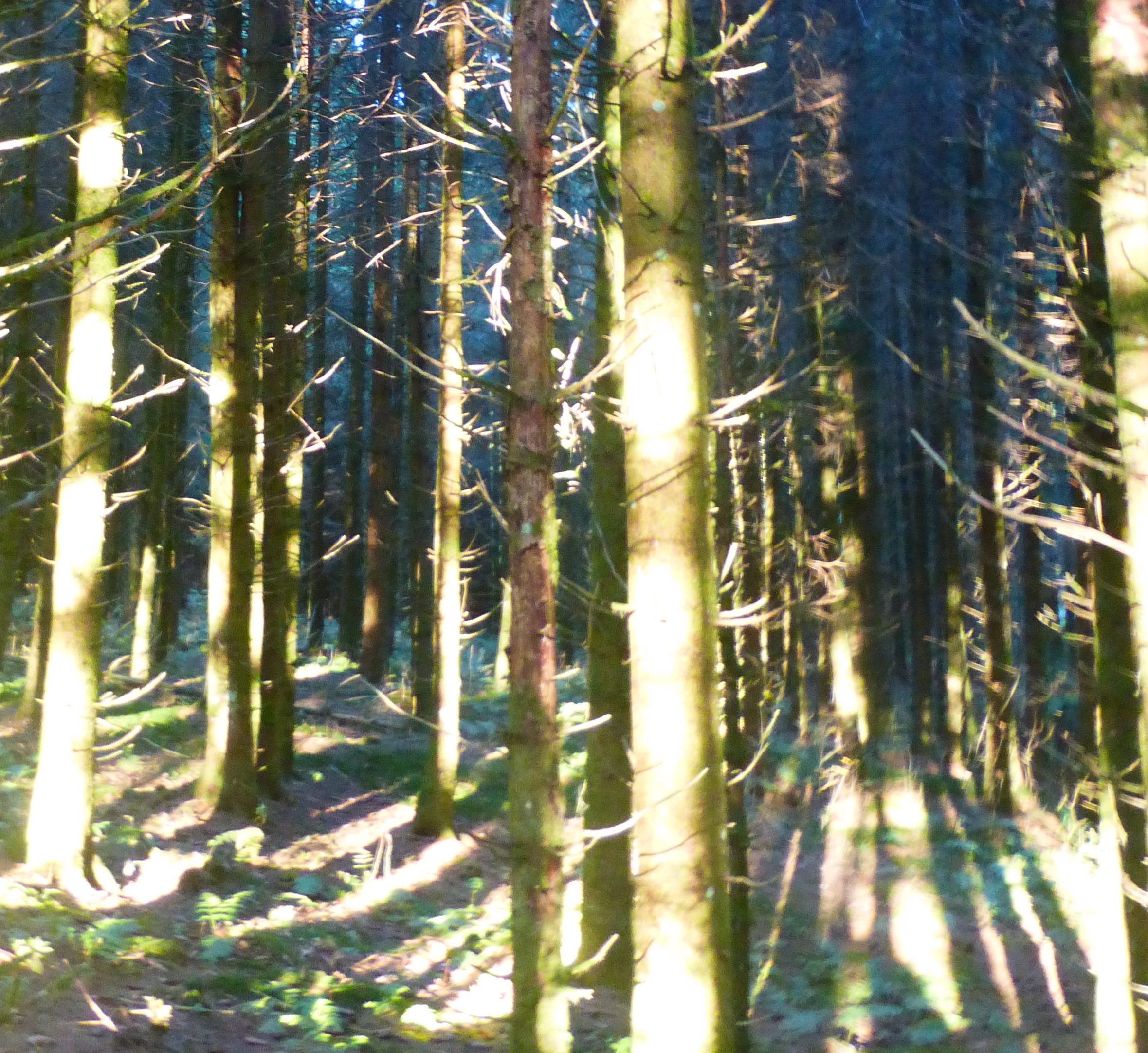 Waldbaden im Hotzenwald